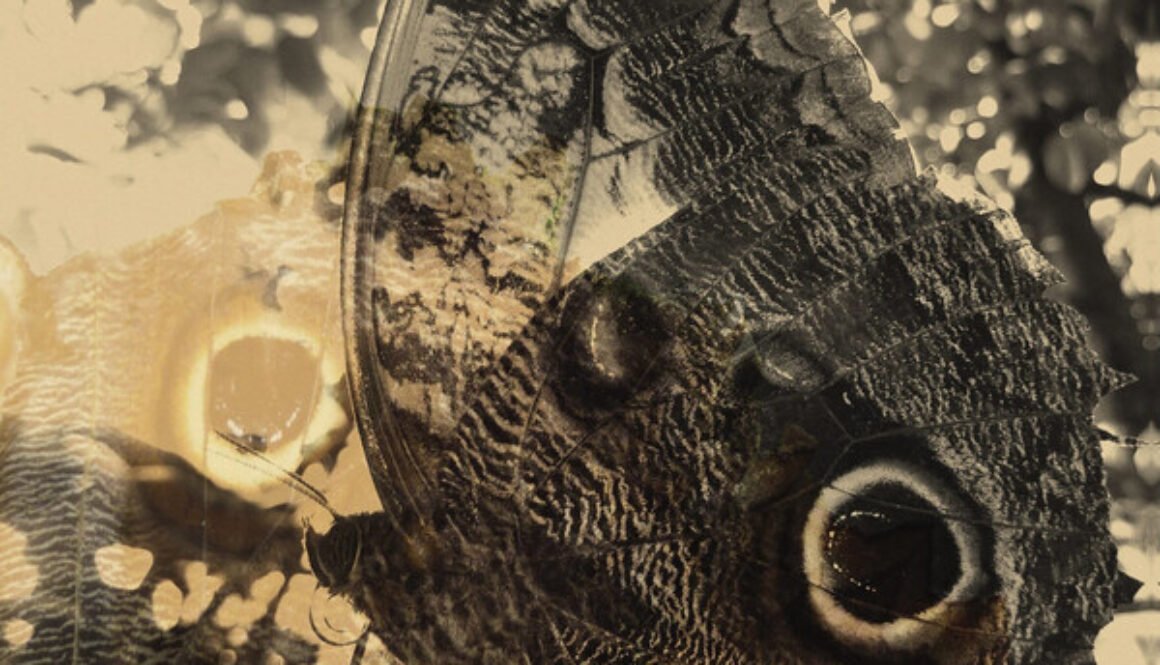 louise-landes-levi-ikiru-or-the-wanderer-Cover-Art