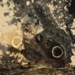 louise-landes-levi-ikiru-or-the-wanderer-Cover-Art