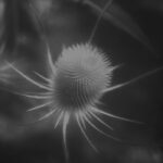 ssabæ, "azurescens" (Few Crackles, 2022) a1896713498_16