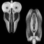 The Skull Defekts, "Dances in Dreams of the Known Unknown" Thrill Jockey, 2014) a4069812922_16