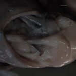 Croatian Amor, "Love Means Taking Action" (Alter/Posh Isolation, 2016) a1255630384_16