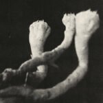 Läuten der Seele, "Unterhaltungen mit Larven und Überresten" (World of Echo, 2025) a1314056174_16